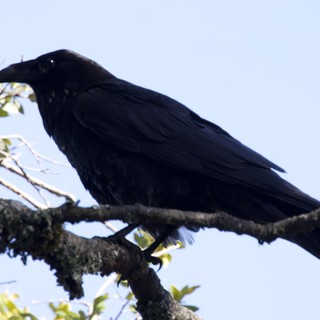 Raven Perched Regally on Ancient Oak Branch