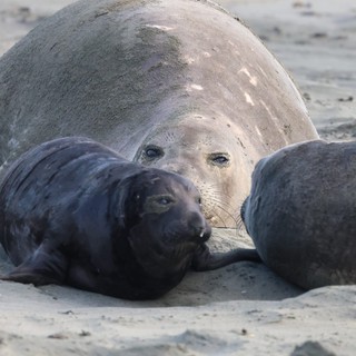 Northern Elephant Seal Mother with Nursing Pups on Beach