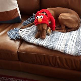 Elmo Dog on a Couch