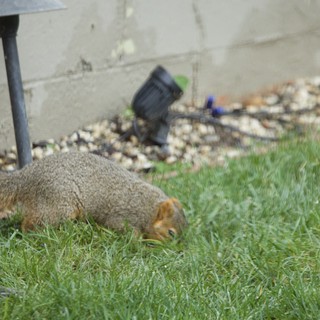 Squirrel Foraging in Backyard Lawn at Dusk