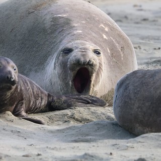 Elephant Seal Family at Drakes Beach