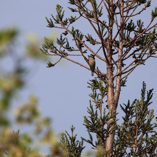 Small Songbird Perched on Evergreen Branch at Dawn