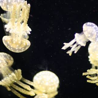 Mesmerizing Jellyfish Dance