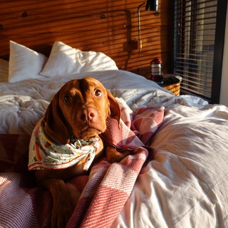 Cozy Dog Relaxing on Sunlit Bed