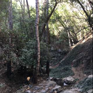 Serenity in the Angeles National Forest