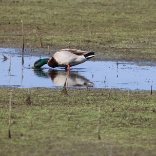 Male Mallard Duck Foraging in Shallow Wetland Pool