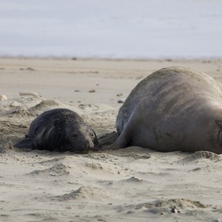 Elephant Seal Mother and Pup Resting on Sandy Beach