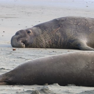 Elephant Seals Resting on Sandy Beach at Drakes Beach