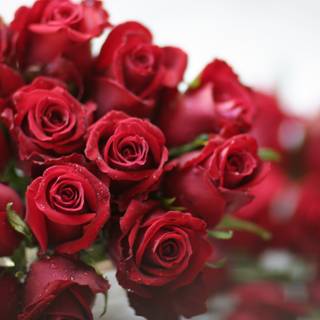 Beautiful Bouquet of 15 Red Roses