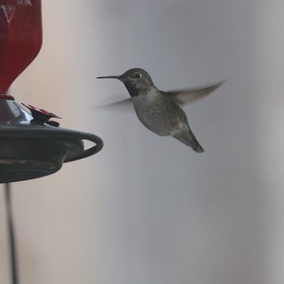 Anna's Hummingbird Hovering at Backyard Feeder