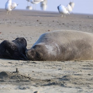 Elephant Seal Mother and Pup Bonding on Sandy Beach