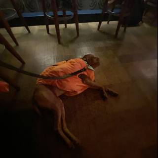 Orange Shirted Pup on the Floor