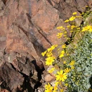 Sunny Yellow Daisies on a Rocky Cliff