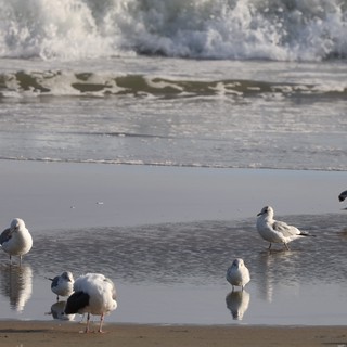 Seagulls Resting on Wet Sandy Beach with Incoming Waves