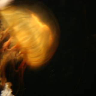 Illuminated Jellyfish in the Dark