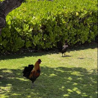 Chicken and Rooster in the Grass