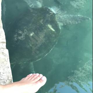 A Close Encounter with a Sea Turtle