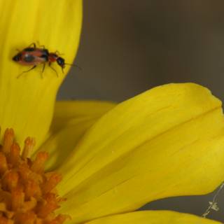 Ladybug on a Yellow Flower