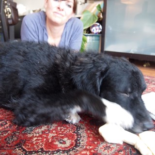 Black Dog Gnaws Bone While Owner Watches Fondly