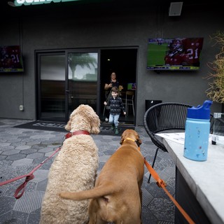Two Dogs Greeting Child at Dog-Friendly Schoolyard Venue