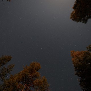 Star-Filled Night Sky Over Pine Forest