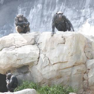 Three Monkeys at the Wall