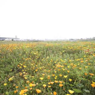 City Flower Fields
