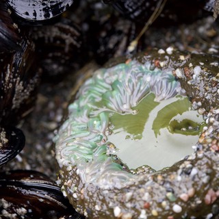 Giant Green Anemone Blooms in Rocky Tide Pool