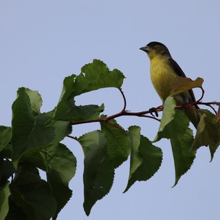 Lesser Goldfinch Perched on Sunflower Branch at Dusk