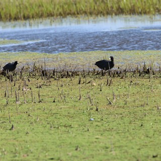 wetland preserve and agricultural area