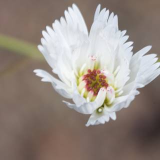 Red-Centered White Daisy