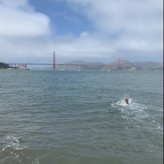 Swimming with a View of Golden Gate Bridge