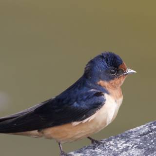 A Moment with a Feathered Jewel