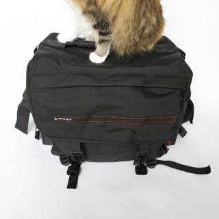 Feline Travel Companion