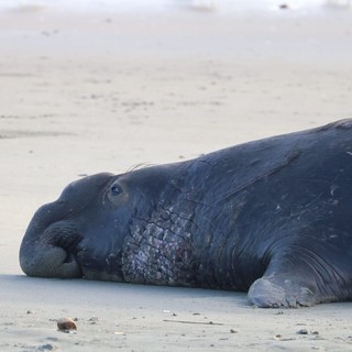 Resting Elephant Seal on Drakes Beach Shore