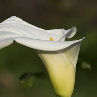 Resplendence of the Calla Lily