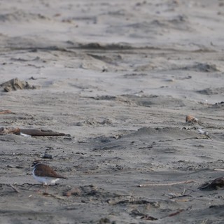 Lone Shorebird Foraging on Drift-Strewn Beach at Drakes Beach