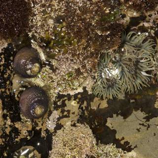 Anemones and Sea Urchins: Life on the Rocks