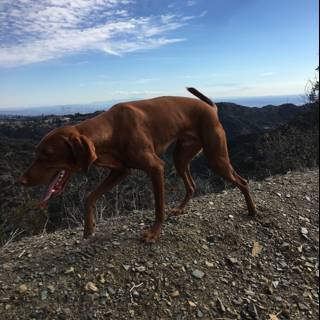 A Canine Adventure in Westridge-Canyonback