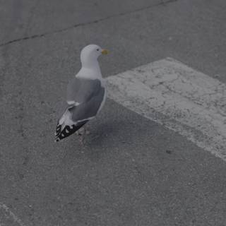 A Seagull in the City