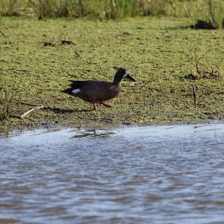 Blue-winged Teal Duck in Wetland Habitat
