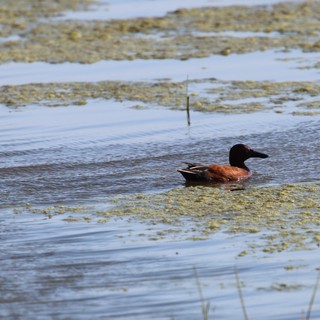 Blue-winged Shoveler Duck in Shallow Wetland Waters