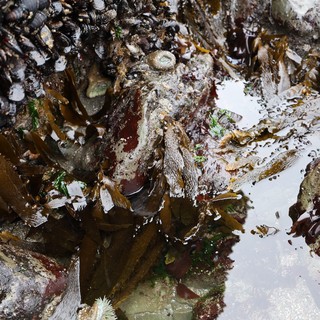 Thriving Intertidal Life at Schoolhouse Beach Tide Pools