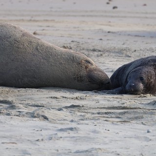 Elephant Seal Mother and Pup Resting on Beach