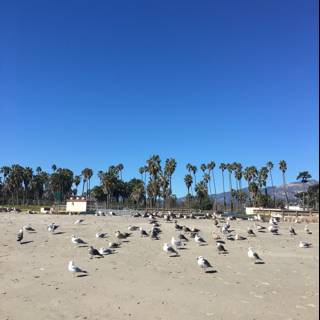 Flock of Seagulls Bask in the Summer Sun Near Palm Trees