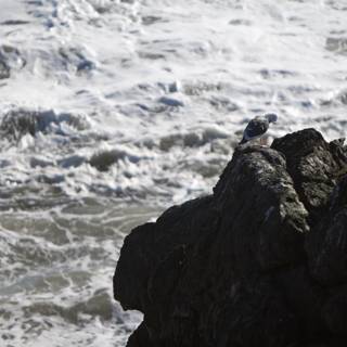 Seagull Perched on Shoreline Rock, Overlooking the Ocean