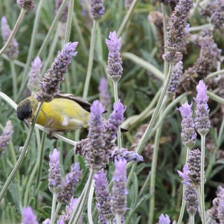Yellow Sunbird Feeding on Lavender Blossoms