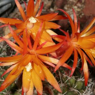 Orange Flowering Cactus