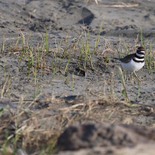 Killdeer Foraging on Muddy Shoreline at Drakes Beach