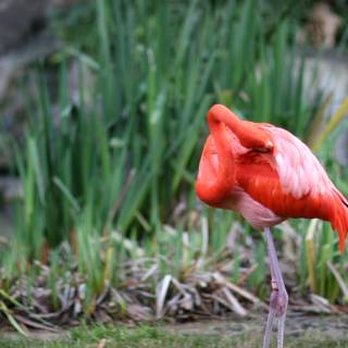 Graceful Flamingo on Land